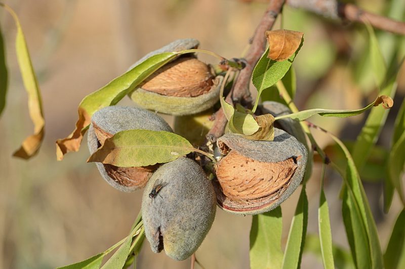 High Quality Almonds and Walnuts by Briden Wilson Farm