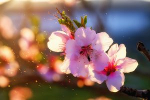 High Quality Almonds and Walnuts by Briden Wilson Farm